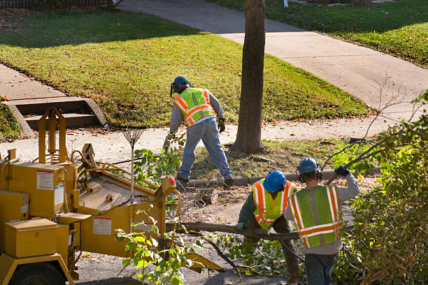 Best Lawn Renovation and Restoration  in Sparta, IL